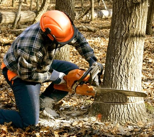 Tree Removal in Graham, TX